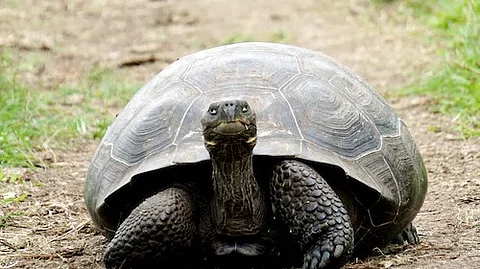 According to officials, the turtles were retrieved from boxes kept underneath the seats at Lumding Railway Station after receiving precise information. (Unsplash)