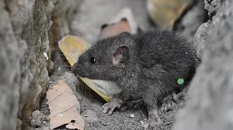 The team from the University of California-Los Angeles (UCLA), the Swiss Federal Institute of Technology, and Harvard University uncovered a crucial component for restoring functional activity after spinal cord injury. (Unsplash)