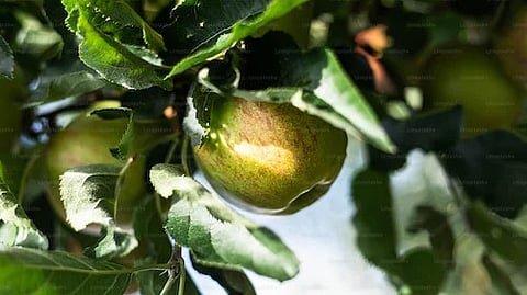 Deepak Tiwari, VP of agri-tech startup Otipy told IANSlife about six distinct Indian apples, uncovering their unique tastes, the wellness they bring, and even some expert tips for storage and delectable recipes. (Unsplash)