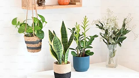 The entryway is the first impression your home makes on visitors. Adding a touch of green here not only sets a welcoming tone but also purifies the air as guests step inside. (Unsplash)