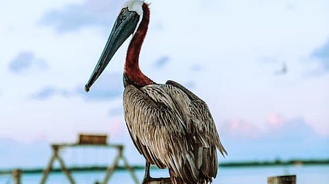 The forest and wildlife department said the survey was conducted in 76 wetlands across 26 districts of the state. (Unsplash)