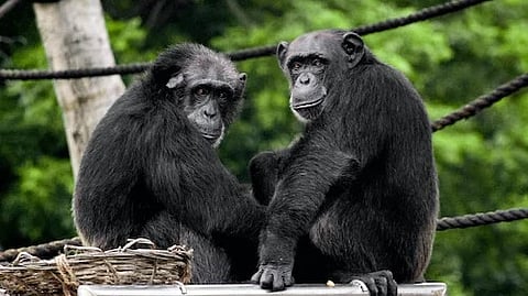 The study conducted among the Ngogo community of wild chimpanzees in western Uganda’s Kibale National Park showed that female chimpanzees experienced a menopausal transition similar to women. (Unsplash)