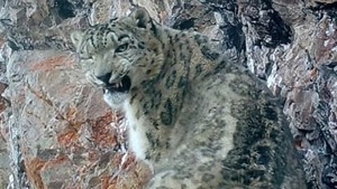 Himachal Pradesh is home to 75 snow leopards, reveals a first-of-its-kind five-year systematic effort at a large regional scale in the Himalayan range where the incredible 'Ghost of the Mountains' live and are elusive by nature.(IANS)
