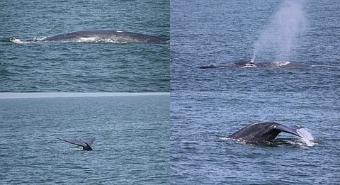 The survey is in continuation of a joint research project with the Fishery Survey of India under the Ministry of Fisheries, aimed at assessing marine mammal stock and population in Indian waters. (Wikimedia commons)