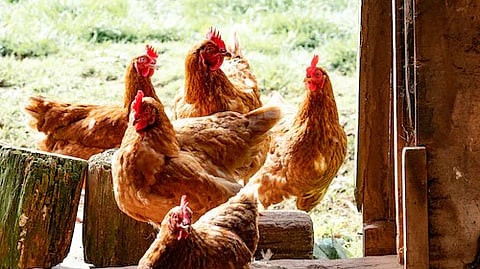 Bird flu is a major global threat, with a devastating impact in both farmed and wild bird populations. (Unsplash)