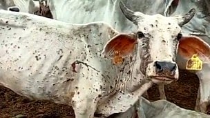 More than 84 per cent of cattle in South Korea have been vaccinated against lumpy skin disease (LSD).(IANS)