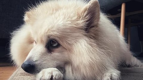 The event will be taking the festivities to six major cities across the country, creating a platform for pets and their humans to come together for a memorable celebration of their unique bond. (Unsplash)