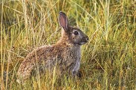 Rabbits have colonized locations worldwide. Pixabay