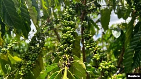 Coffee cherries are pictured at Tran Thi Huong's farm in Pleiku, Gia Lai province, Vietnam, June 12, 2024.