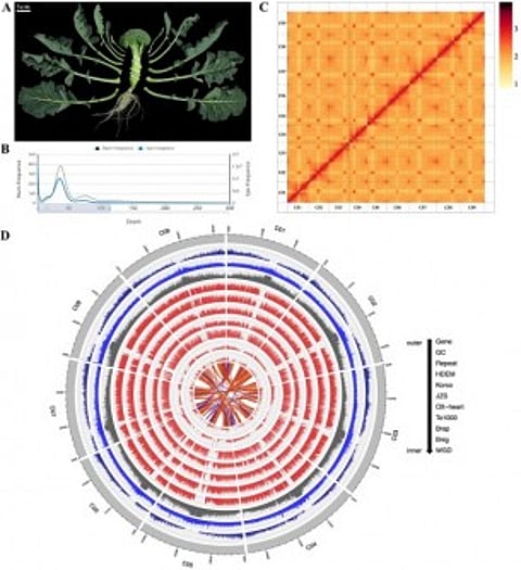 A Image showing key features of a mature period broccoli. B 17-mer spectrum of Illumina reads. Newswise