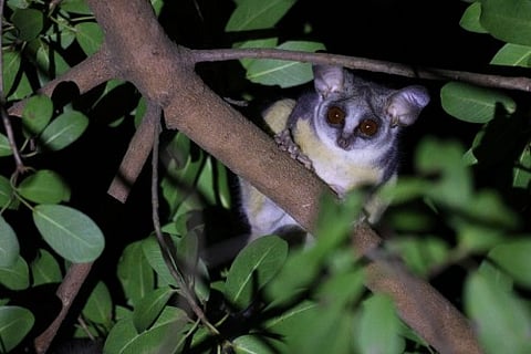 A southern lesser galago (Galago moholi) clings to a tree at night in the Lajuma Research Centre in South Africa. Newswise