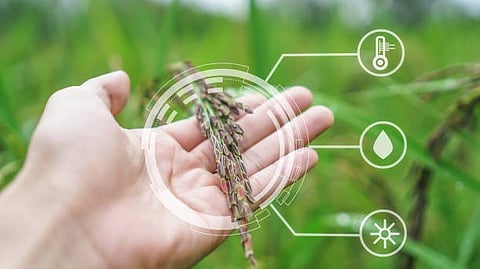 A hand holding grain with digital icons overlaid on a green background.