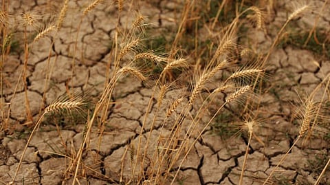 Dry cracked soil with withered wheat plants, showing drought conditions.