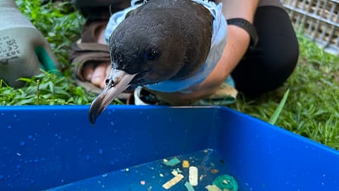 Person holding a bird near a blue container outdoors on grass