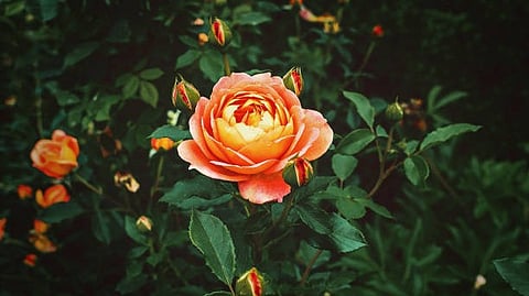 Orange-yellow rose blooming among green leaves