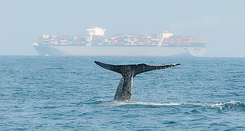 Whale tail emerging from the ocean with a cargo ship in the background