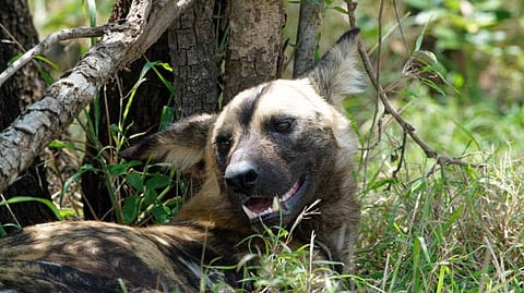 Wild animal lying on grass near trees, looking alert with open mouth.