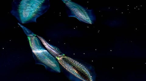 Four colorful squids swimming in dark water, their bodies glowing with iridescent blue, green, and yellow patterns against a black background.