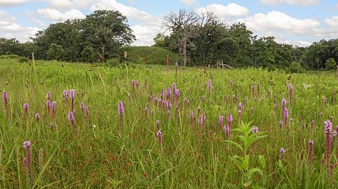 Green field with purple wildflowers and trees under a blue sky.
