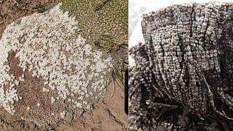 Close-up images of lichen growing on rock surfaces.