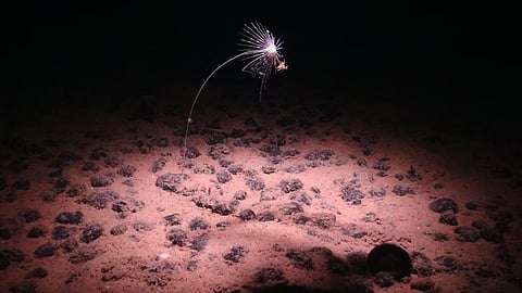 Brown spotted surface with a dandelion seed attached on a dark background.