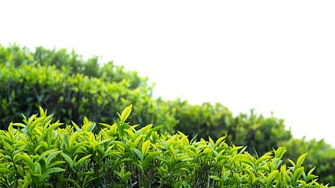 variety of green plants, highlighting their textures and colors.