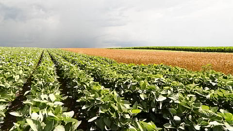 Rows of green crops growing in an agricultural field, representing farming or cultivation.