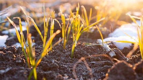 Close-up of young green grass growing from soil in sunlight.