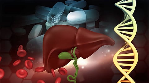 Illustration of a human liver with surrounding red blood cells, DNA strand, and medical pills, representing genetics, medicine, and liver function.