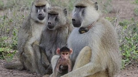 A group of baboons sitting together on the ground, including an adult holding a baby baboon, surrounded by natural vegetation.