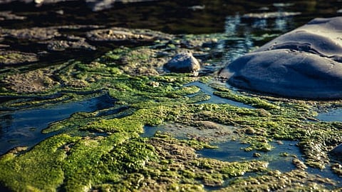 A close up view of moss coverd rocks with patches pof water reflecting light in a natural outdoor setting.