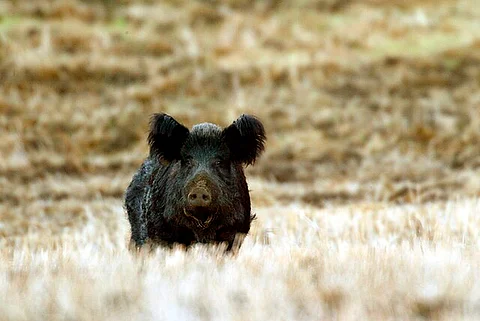 Ingestion of rodenticide might result in wild pigs with neon blue flesh