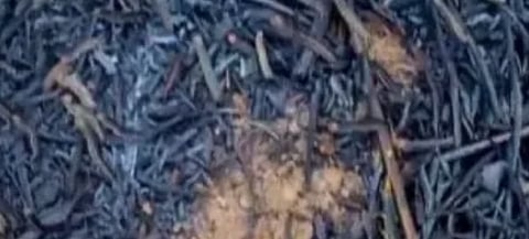 the pest crisis of kashmir farmers