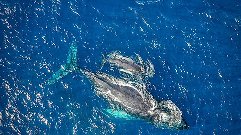 Image of whale in sea