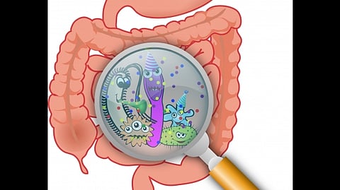 Gut bacteria.