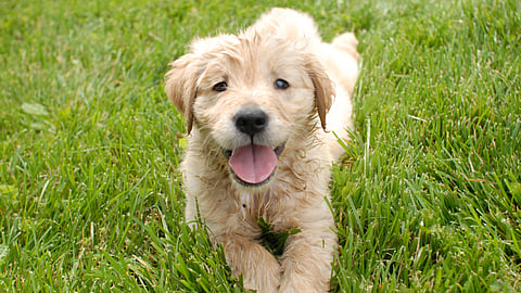Cute puppy
