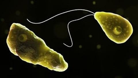 Kerala reports yet another amoebic meningoencephalitis death
