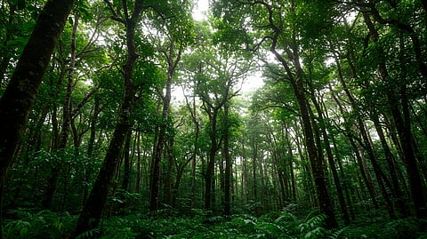 Buying a cemetery plot where I can have a green burial, on the other hand, proved to be surprisingly affordable and will allow my body, once no longer in use, to decompose as quickly and as naturally as possible