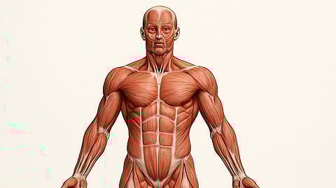 Human muscle figure