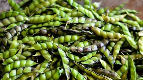 pigeon peas