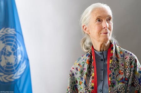 Tributes pour in as world-renowned primatologist Jane Goodall passes away