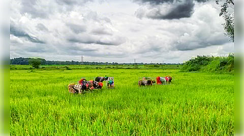 Bastar: Farmers remove weeds from a paddy field in Jagdalpur, Bastar, Chhattisgarh, on Saturday, August 23, 2025.