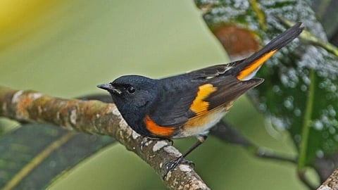 The American Redstart (Setophaga ruticilla), one of the eight species chosen as 2025 World Migratory Bird Day ambassadors.