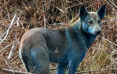 Image of blue stray dog living near the exclusion zone around the Chernobyl nuclear plant.