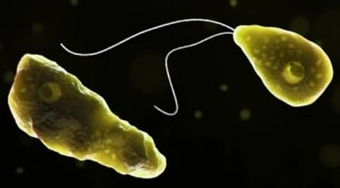 Representational image of yellow-greenish amoeba with a black background