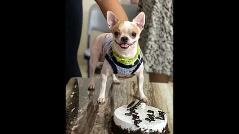 The dog wearing a cloth and there is a cake infront of it. The cake is for the dog.
