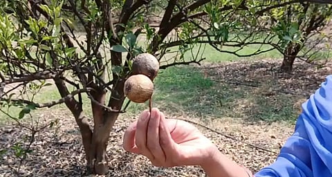 A dry citrus fruit being held in front of a tree.
