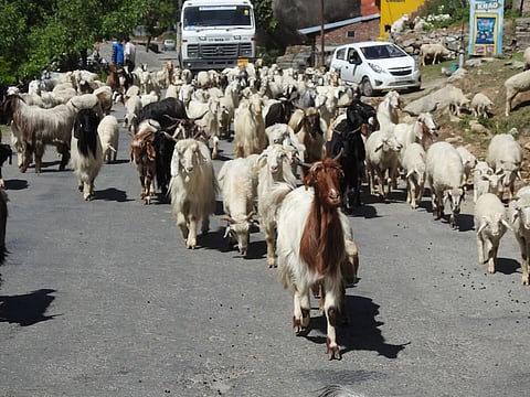 Gaddi herd of sheep and goats moving on the road toward Bharmour from Chamba.