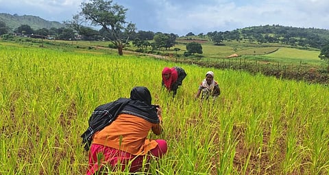 Three women crouching in a green field, working with the crops.