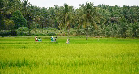 A green field with palm trees in the background. Some farmers are working in the distance.